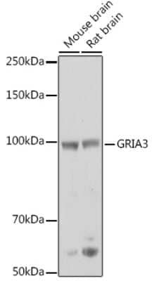 Western Blot: Glutamate Receptor 3 AntibodyBSA Free [NBP3-03557]